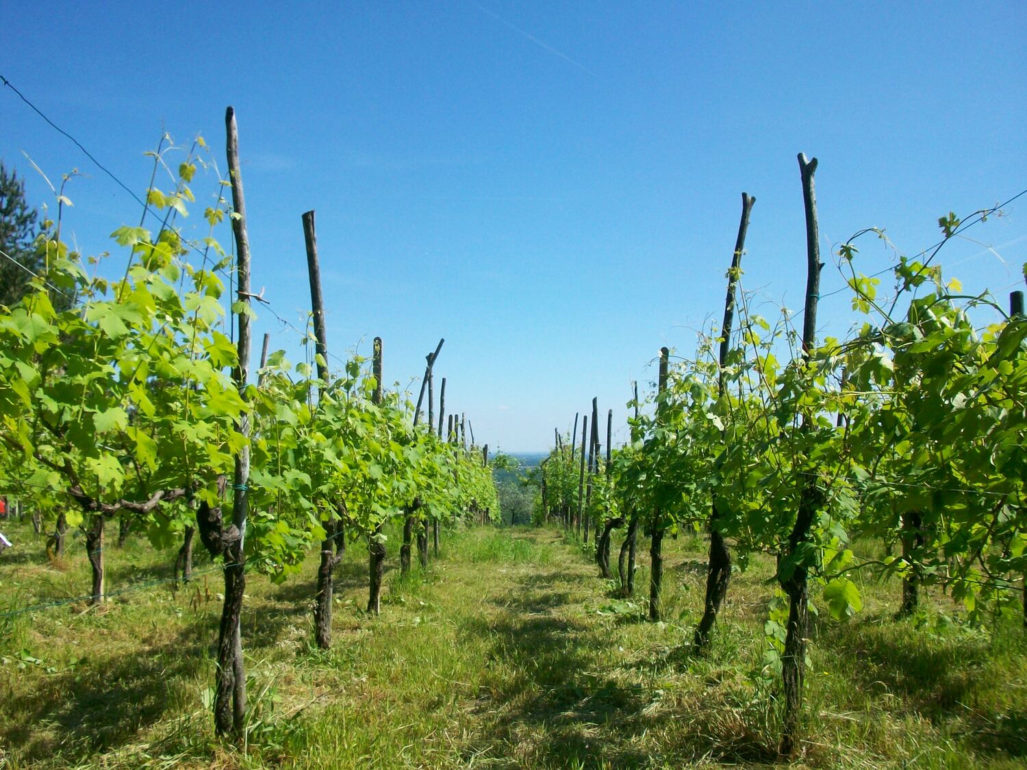 I vecchi vigneti in loc. Bramaterra