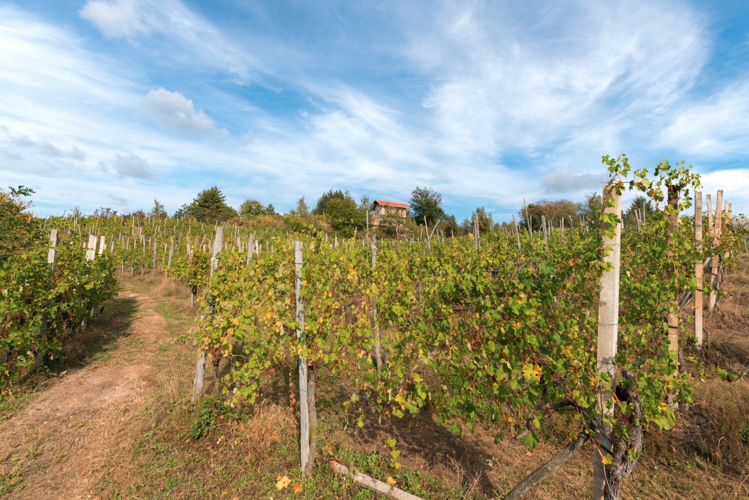 Vigneti di Casa del Bosco