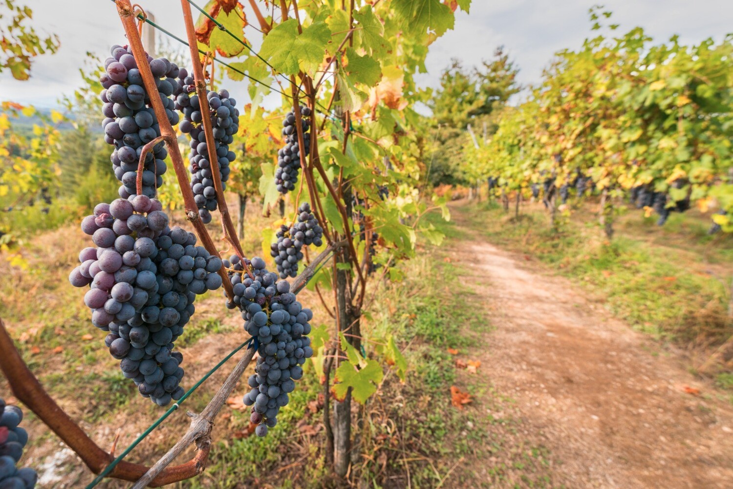 Il Nebbiolo