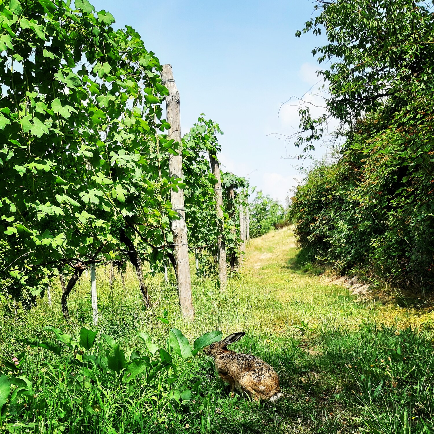 I vigneti